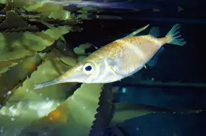 Snipefish / Trumpet Fish Australia, New Zealand, Japan