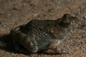 Southern Africa Prints: Snoring Puddle Frog - Close Up Botswana Africa