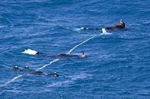 Images Dated 26th June 2008: Snorkellers tied to rope (attached to boat) in