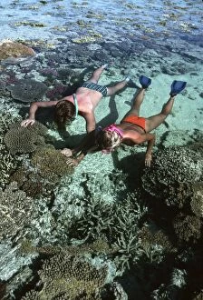 Snorkellers - x2, on Coral reef