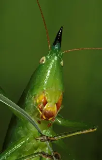 Jaws Prints: A snout-nosed katydid - with powerful mandibles used to crack seeds or give a painful nip if the insect is mishandled