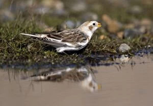 Images Dated 7th March 2010: Snow Bunting
