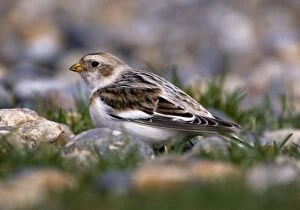 Images Dated 21st March 2010: Snow Bunting