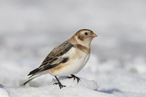 Bunting Collection: Snow Bunting 14, S-E Arndt