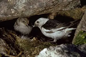 Bunting Prints: Snow Bunting