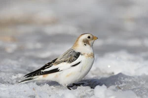 Passerine Bird Gallery: Snow Bunting - adult bunting in winter plumage - Scotland Date: 25-Mar-19