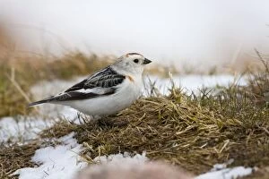 Adapted Gallery: Snow Bunting - adult male feeding on mountain slopes among snow