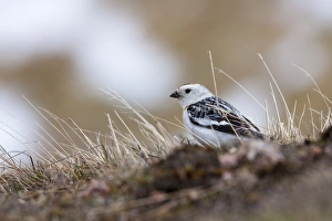 Snow Bunting - adult male feeding on mountain slopes with snow in background Snow Bunting - adult male feeding on mountain slopes with snow in background