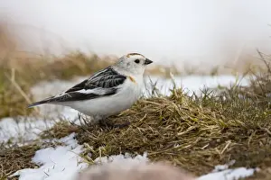 Buntings Prints: Snow Bunting - adult male feeding on mountain slopes among snow, Cairngorms, Scotland, UK