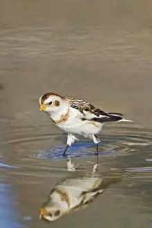 Buntings Prints: Snow Bunting - bathing - Norfolk UK 9070