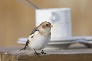 snow, bunting, buntings, Snow Bunting adult