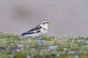 Images Dated 20th February 2010: Snow Bunting - feeding