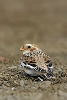 Snow Bunting - female