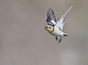 Images Dated 30th January 2010: Snow Bunting - in flight
