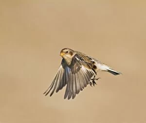Images Dated 20th February 2010: Snow Bunting - in flight