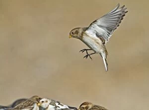 Images Dated 20th February 2010: Snow Bunting - in flight landing