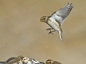 Buntings Prints: Snow Bunting - in flight landing - Norfolk UK 9012