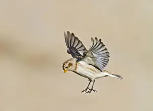 Buntings Prints: Snow Bunting - in flight landing - Norfolk UK 9086