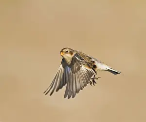 Buntings Prints: Snow Bunting - in flight - Norfolk UK 9119