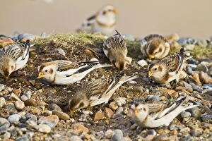 Images Dated 30th January 2010: Snow Bunting - flock feeding