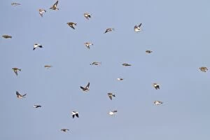 Buntings Gallery: Snow Bunting - flock in flight