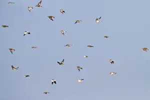 Buntings Prints: Snow Bunting - flock in flight - Norfolk UK 9046