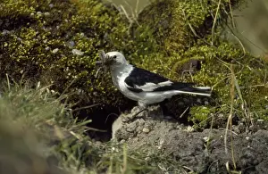 Buntings Prints: Snow Bunting - with food in beak