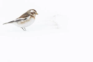 Bsf 090320 Gallery: Snow Bunting - looking for food under the snow - Cairngorms National Park, Scotland