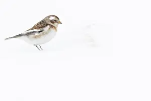 Sparrow Prints: Snow Bunting ~ looking for food under the snow ~ Cairngorms National Park, Scotland