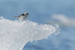 Snow Bunting - male on iceberg