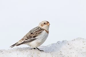 Images Dated 17th February 2011: Snow Bunting - non breeding plumage