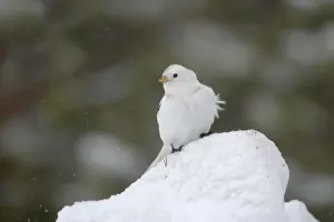 Lapland Prints: Snow Bunting - Searching for food in snow Plectrophenax nivalis Finnish Lapland BI013835