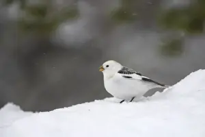 Singing Prints: Snow Bunting - Singing in snow Plectrophenax nivalis Finnish Lapland BI013837