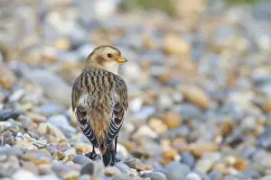 Snow Bunting - Single adult female in winter plumage on a shingle beach. Norfolk, UK