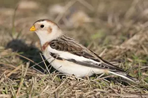 Bunting Prints: Snow Bunting - Single adult male foraging for seed in grass. Norfolk, UK