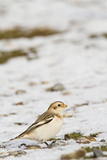 Snow Bunting - Single adult male perching on snow covered beach Snow Bunting - Single adult male perching on snow covered beach