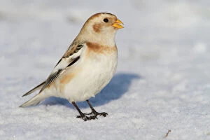 Buntings Gallery: Snow Bunting - Single adult male perching on snow covered beach