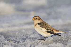 Buntings Gallery: Snow Bunting Snow Bunting adult in snow Iceland