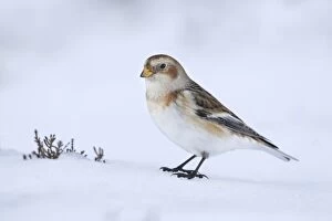 Snow Bunting - standing on snow looking for seeds in wintery conditions