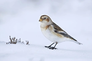 Snow Bunting - standing on snow looking for seeds in wintery conditions Snow Bunting - standing on snow looking for seeds in wintery conditions