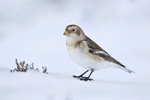 February Prints: Snow Bunting - standing on snow looking for seeds in wintery conditions - Scotland