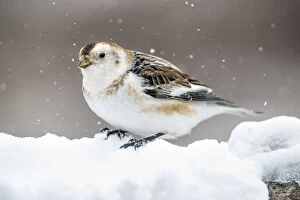 Snow Bunting - Winter - Scotland - UK