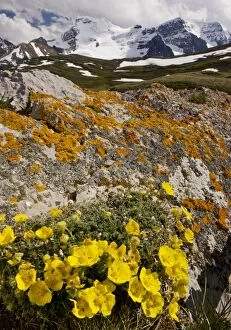 Images Dated 16th July 2010: Snow-Cinquefoil, - growing abundantly at high altitude, Wilcox Pass, Jasper NP, Rockies, Canada