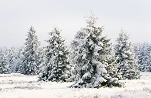 Snow Conifers in winter landscape. High-moor Nature Reserve, Belgium