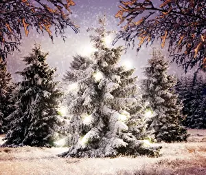 Christmas Prints: Snow - Conifers in winter landscape with Christmas lights