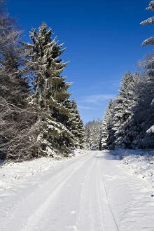 Snow covered road - leading through forestry, North Hessen, Germany Date: 11-Feb-19