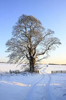 Images Dated 7th January 2010: Snow covered Tree in field