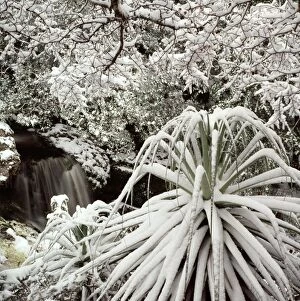 Cradle Gallery: Snow-covered vegetation, Cradle Mountain-Lake St