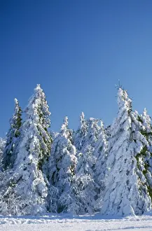Spruces Prints: Snow - on forest Vosges Forest, Alsace, France