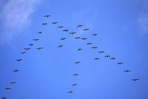 Migration Collection: Snow Geese - Brigantine National Wildlife Refuge, New Jersey, USA